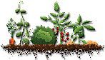 The Wee Garden Experiment
